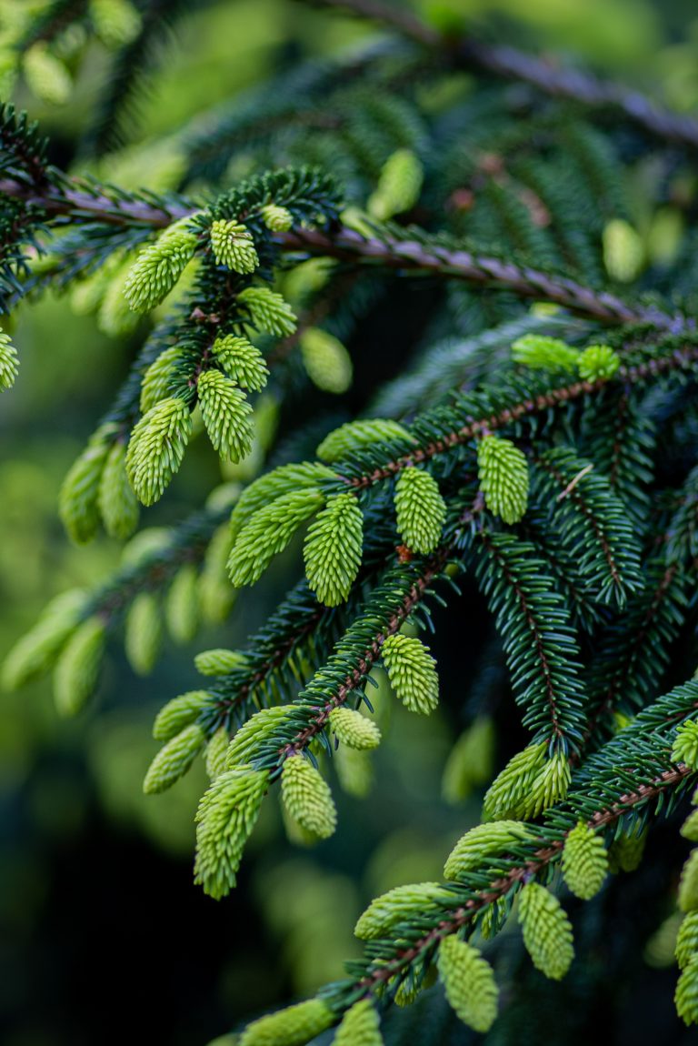 Spruce Tips: How To Forage (And My Favorite Recipe)